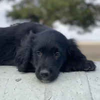 Max, a male Golden Irish and Golden Mountain Dog for sale in Forrest, IL – Photo 3 of 10