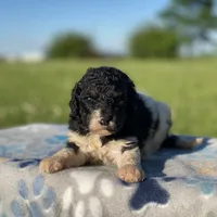 Winnie, a female Poodle - Multi-Colored Standard and Poodle - Standard  for sale in Forrest, IL – 5 of 6