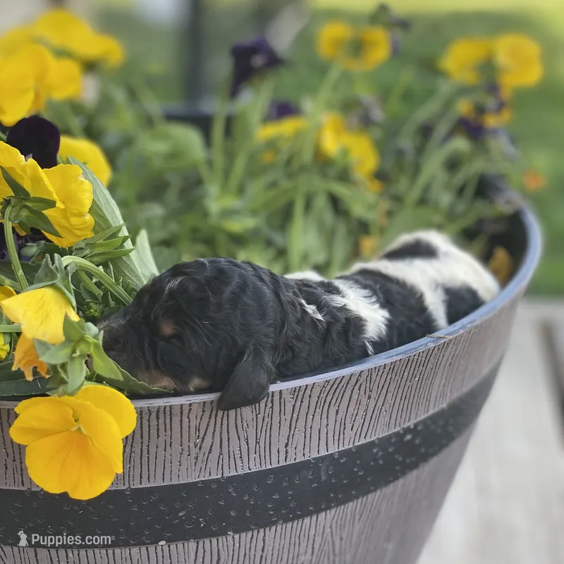 Aspen – Poodle - Multi-Colored Standard, Poodle - Standard  puppy for sale in Forrest, IL