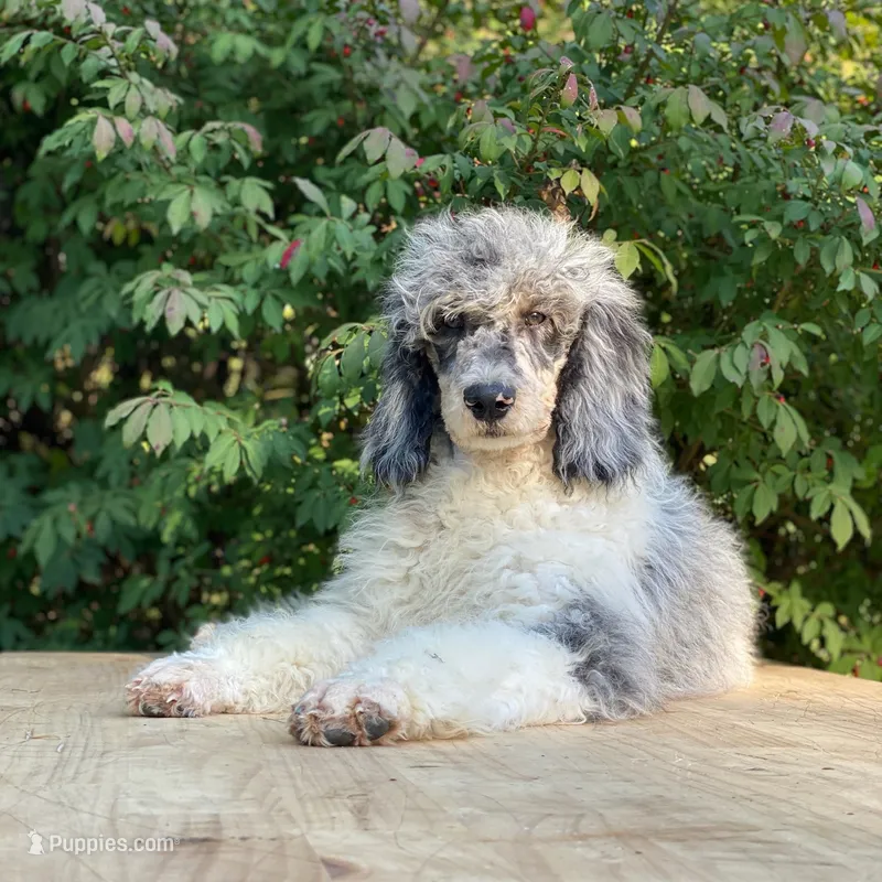 Storm – Poodle - Multi-Colored Standard puppy for sale in Forrest, IL