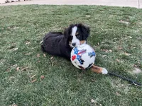 Bernese Mtn Dog Puppies Expected, a  Bernese Mountain Dog for sale in Forrest, IL – 10 of 10
