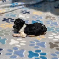 Aurora, a female Poodle - Standard  for sale in Forrest, IL – 2 of 3