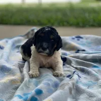 Nova, a female Poodle - Multi-Colored Standard and Poodle - Standard  for sale in Forrest, IL – 4 of 8