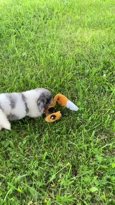 Zoey, a female Poodle - Multi-Colored Standard and Poodle - Standard  for sale in Forrest, IL – 9 of 10