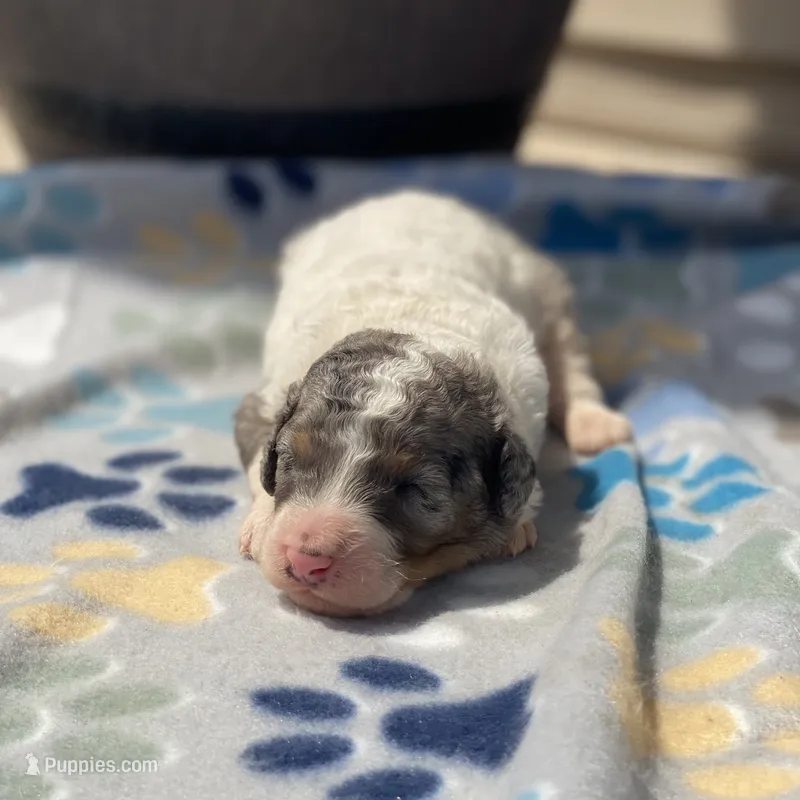 Archie – Poodle - Multi-Colored Standard, Poodle - Standard  puppy for sale in Forrest, IL