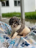Storm, a male Poodle - Multi-Colored Standard for sale in Forrest, IL – 4 of 5