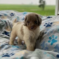 Maple, a female Poodle - Multi-Colored Standard and Poodle - Standard  for sale in Forrest, IL – 4 of 8