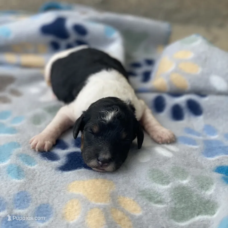 Nova – Poodle - Multi-Colored Standard, Poodle - Standard  puppy for sale in Forrest, IL