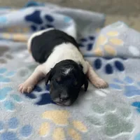 Nova, a female Poodle - Multi-Colored Standard and Poodle - Standard  for sale in Forrest, IL – 1 of 3