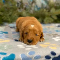 Sunset, a female Golden Irish and Golden Mountain Dog for sale in Forrest, IL – Photo 4 of 7