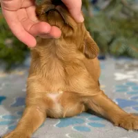 Sunset, a female Golden Irish and Golden Mountain Dog for sale in Forrest, IL – Photo 3 of 7