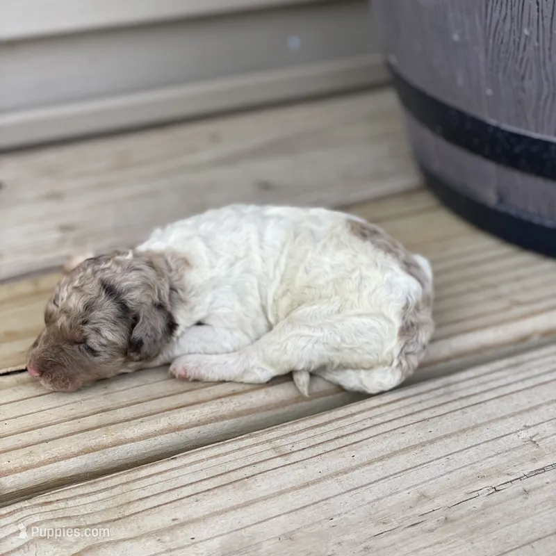 Maple – Poodle - Multi-Colored Standard, Poodle - Standard  puppy for sale in Forrest, IL