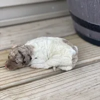 Maple, a female Poodle - Multi-Colored Standard and Poodle - Standard  for sale in Forrest, IL – 1 of 3