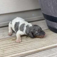 Steel, a male Poodle - Multi-Colored Standard and Poodle - Standard  for sale in Forrest, IL – 2 of 5