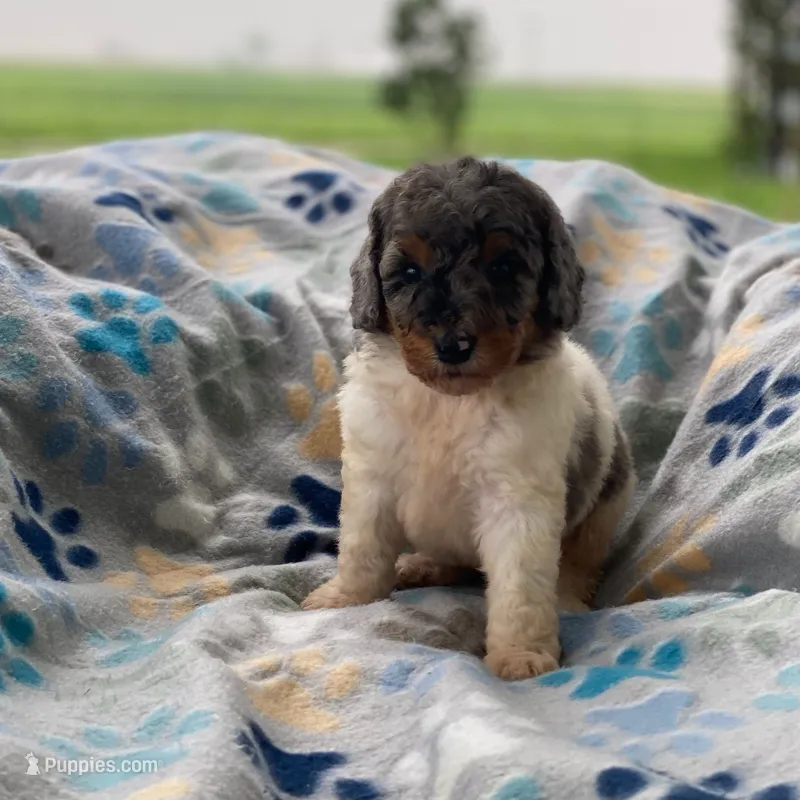 Steel – Poodle - Multi-Colored Standard, Poodle - Standard  puppy for sale in Forrest, IL