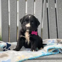 Sage, a female Golden Mountain Dog for sale in Forrest, IL – 4 of 7
