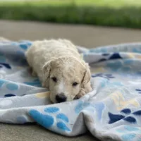 Luna, a female Poodle - Multi-Colored Standard for sale in Forrest, IL – 6 of 10