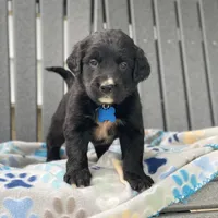 Clover, a female Golden Mountain Dog for sale in Forrest, IL – 4 of 8