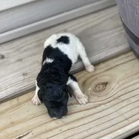 Trixy, a female Poodle - Multi-Colored Standard and Poodle - Standard  for sale in Forrest, IL – 4 of 4