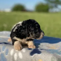 Winnie, a female Poodle - Multi-Colored Standard and Poodle - Standard  for sale in Forrest, IL – 2 of 6