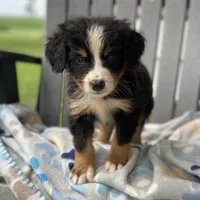 Yellow Boy, a male Bernese Mountain Dog for sale in Forrest, IL – 2 of 5