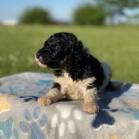Winnie, a female Poodle - Multi-Colored Standard and Poodle - Standard  for sale in Forrest, IL – 4 of 6