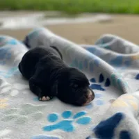 Clover, a female Golden Mountain Dog for sale in Forrest, IL – 2 of 3