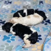 Polaris, a male Poodle - Multi-Colored Standard and Poodle - Standard  for sale in Forrest, IL – 3 of 5