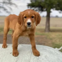 Blaze, a male Golden Retriever and Golden Mountain Dog for sale in Forrest, IL – Photo 3 of 8