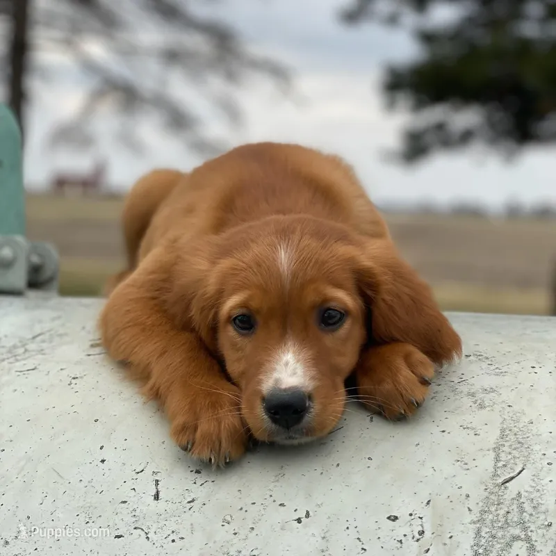 Blaze – Golden Irish, Golden Mountain Dog puppy for sale in Forrest, IL