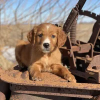 Blaze, a male Golden Retriever and Golden Mountain Dog for sale in Forrest, IL – Photo 6 of 8