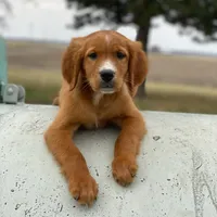 Blaze, a male Golden Retriever and Golden Mountain Dog for sale in Forrest, IL – Photo 5 of 8