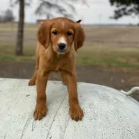 Blaze, a male Golden Retriever and Golden Mountain Dog for sale in Forrest, IL – Photo 2 of 8