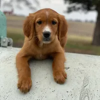 Blaze, a male Golden Retriever and Golden Mountain Dog for sale in Forrest, IL – Photo 4 of 8