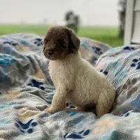 Maple, a female Poodle - Multi-Colored Standard and Poodle - Standard  for sale in Forrest, IL – 8 of 8
