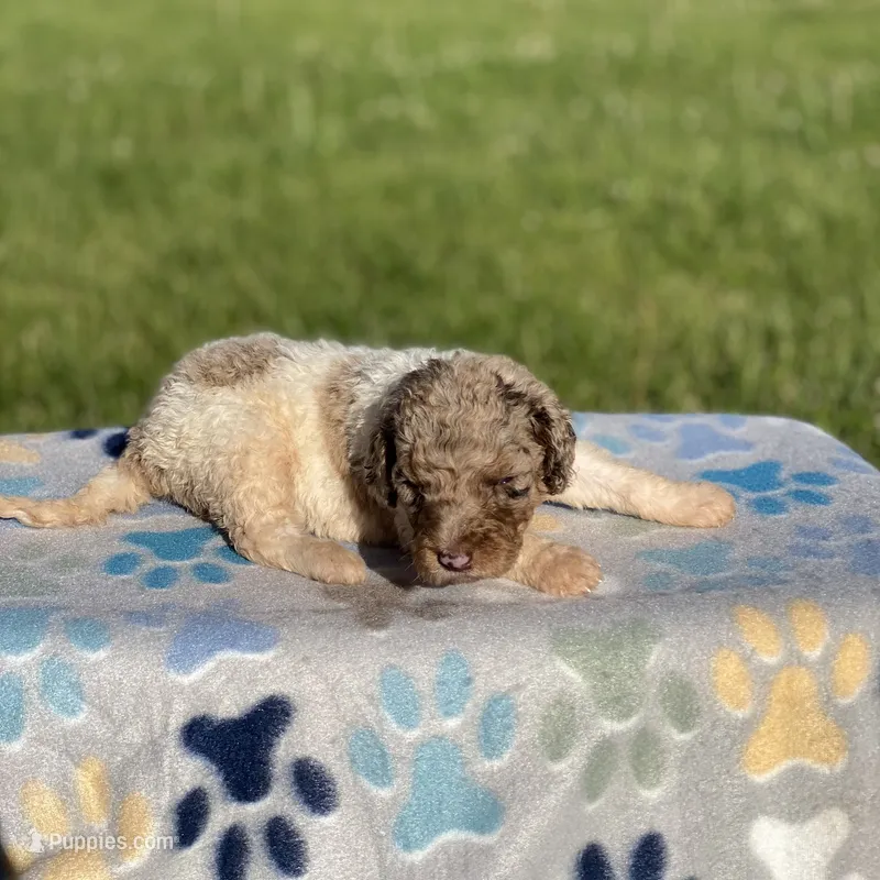 Maple – Poodle - Multi-Colored Standard, Poodle - Standard  puppy for sale in Forrest, IL
