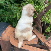 Snickers, a female Poodle - Multi-Colored Standard and Poodle - Standard  for sale in Forrest, IL – 3 of 7