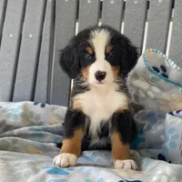 Red Boy, a male Bernese Mountain Dog for sale in Forrest, IL – 3 of 3