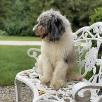 Storm, a male Poodle - Multi-Colored Standard for sale in Forrest, IL – 6 of 7