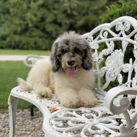 Storm, a male Poodle - Multi-Colored Standard for sale in Forrest, IL – 5 of 7