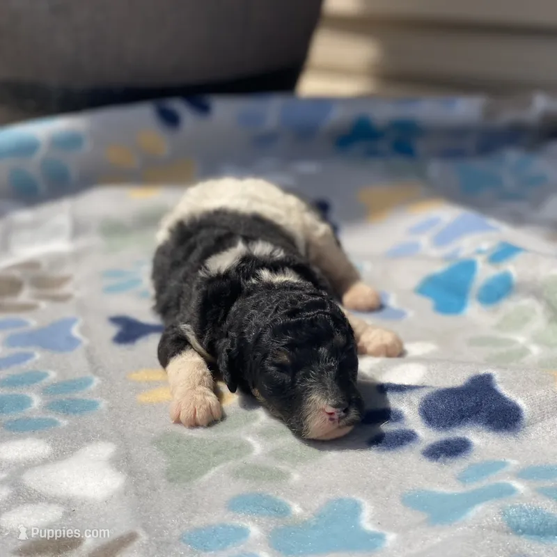 Winnie – Poodle - Multi-Colored Standard, Poodle - Standard  puppy for sale in Forrest, IL