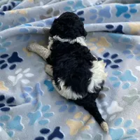Polaris, a male Poodle - Multi-Colored Standard and Poodle - Standard  for sale in Forrest, IL – 5 of 8