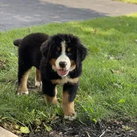 Bernese Mtn Dog Puppies Expected, a  Bernese Mountain Dog for sale in Forrest, IL – 6 of 10