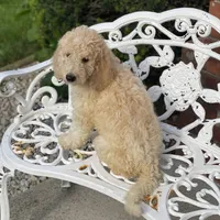 Luna, a female Poodle - Multi-Colored Standard for sale in Forrest, IL – 4 of 6