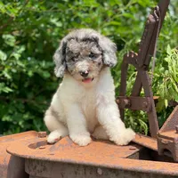Zoey, a female Poodle - Multi-Colored Standard and Poodle - Standard  for sale in Forrest, IL – 8 of 10