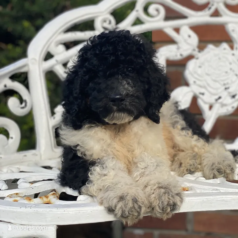 Cosmo – Poodle - Standard  puppy for sale in Forrest, IL