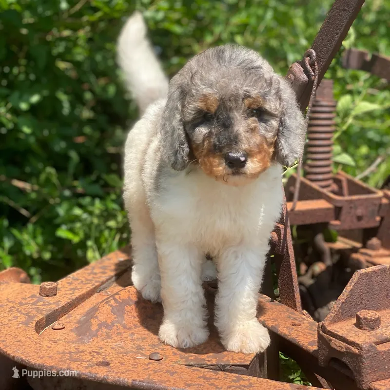Steel – Poodle - Multi-Colored Standard, Poodle - Standard  puppy for sale in Forrest, IL