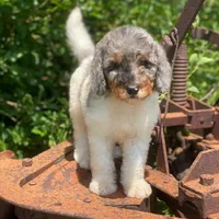 Steel, a male Poodle - Multi-Colored Standard and Poodle - Standard  for sale in Forrest, IL – 1 of 9