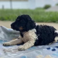 Polaris, a male Poodle - Multi-Colored Standard and Poodle - Standard  for sale in Forrest, IL – 4 of 8