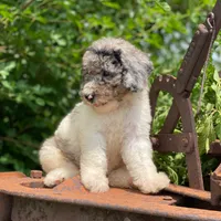 Zoey, a female Poodle - Multi-Colored Standard and Poodle - Standard  for sale in Forrest, IL – 5 of 10